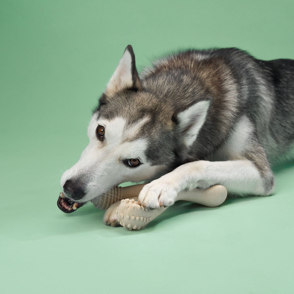 BetterBone MEDIUM Durability CHEW TOY: Perfect Chew for Everyday Chewers | Naturally Derived Ingredients, Eco-Friendly, Non-Toxic
